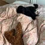 Fotografija iz galerije korisnika Sonja