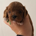 Photo from Nina’s gallery